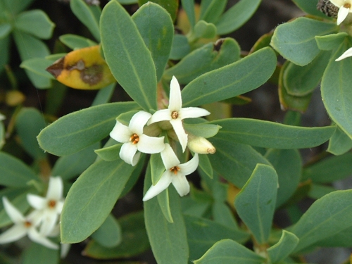 Daphne oleoides / Dafne spatolata